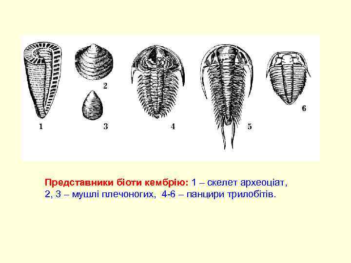 Представники біоти кембрію: 1 – скелет археоціат, 2, 3 – мушлі плечоногих, 4 -6
