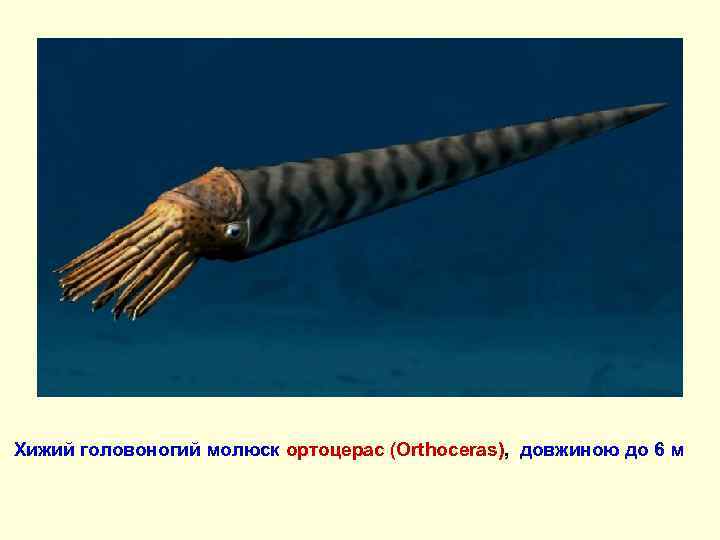 Хижий головоногий молюск ортоцерас (Orthoceras), довжиною до 6 м 
