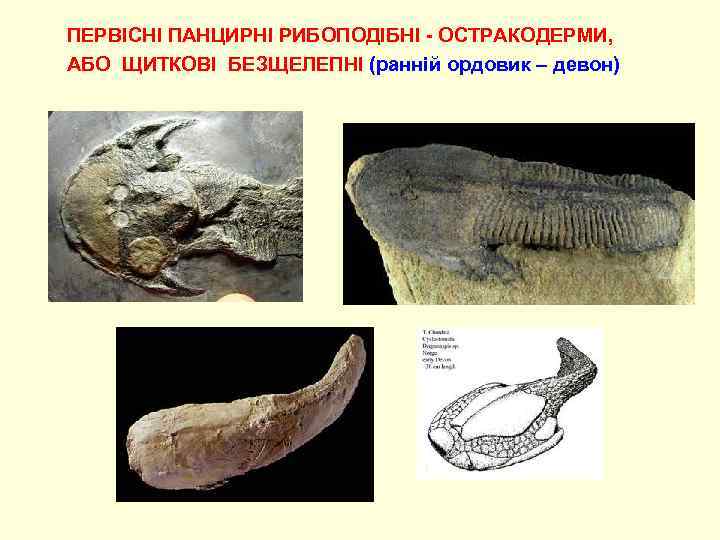 ПЕРВІСНІ ПАНЦИРНІ РИБОПОДІБНІ - ОСТРАКОДЕРМИ, АБО ЩИТКОВІ БЕЗЩЕЛЕПНІ (ранній ордовик – девон) 