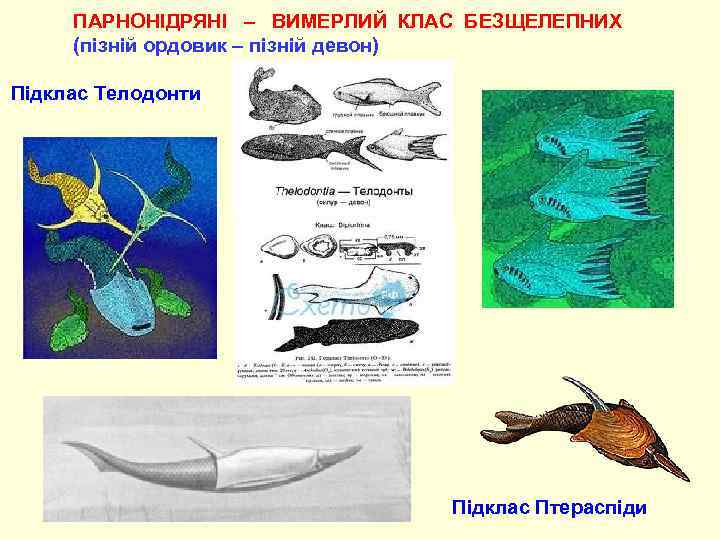 ПАРНОНІДРЯНІ – ВИМЕРЛИЙ КЛАС БЕЗЩЕЛЕПНИХ (пізній ордовик – пізній девон) Підклас Телодонти Підклас Птераспіди