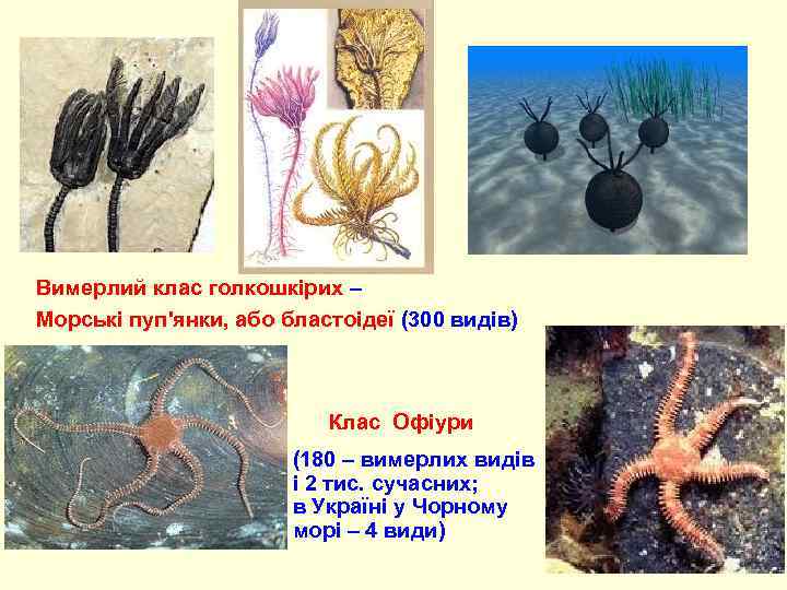 Вимерлий клас голкошкірих – Морські пуп'янки, або бластоідеї (300 видів) Клас Офіури (180 –
