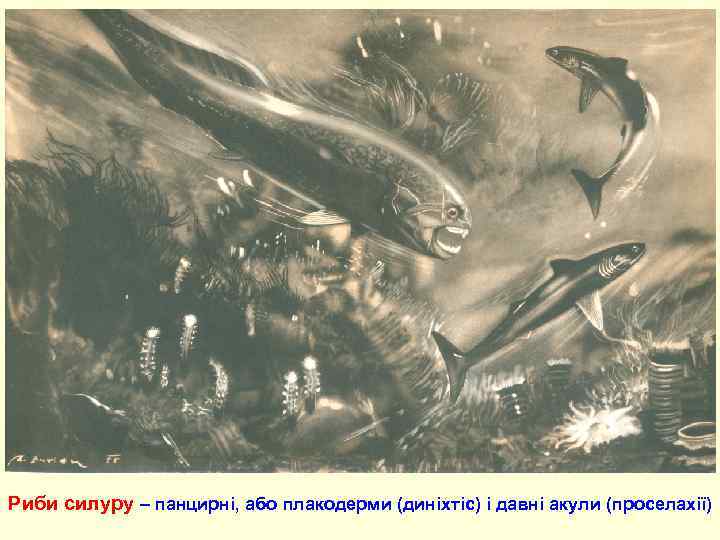 Риби силуру – панцирні, або плакодерми (диніхтіс) і давні акули (проселахії) 