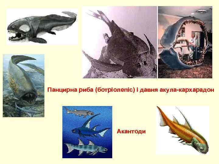 Панцирна риба (ботріолепіс) і давня акула-кархарадон Акантоди 