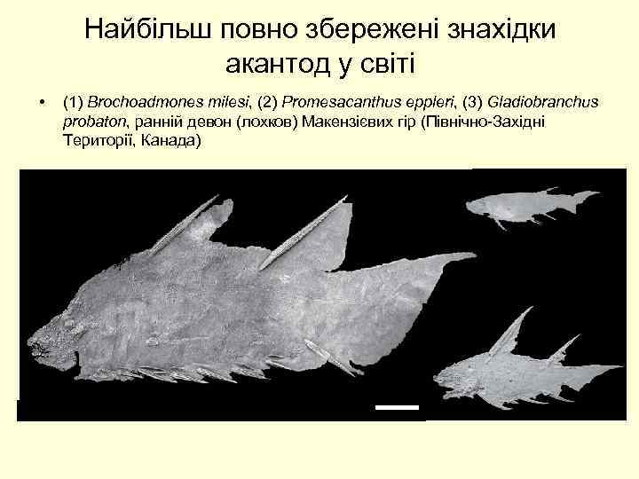 Найбільш повно збережені знахідки акантод у світі • (1) Brochoadmones milesi, (2) Promesacanthus eppleri,