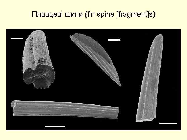 Плавцеві шипи (fin spine [fragment]s) 200 мкм 500 мкм 1 мм 500 мкм 