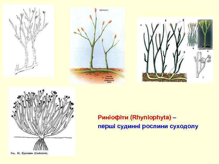 Предок риниофитов. Способ размножения риниофитов и псилофитов. Риниофиты характеристика. Риниофиты покровы ткани. Риниофиты приспособление.