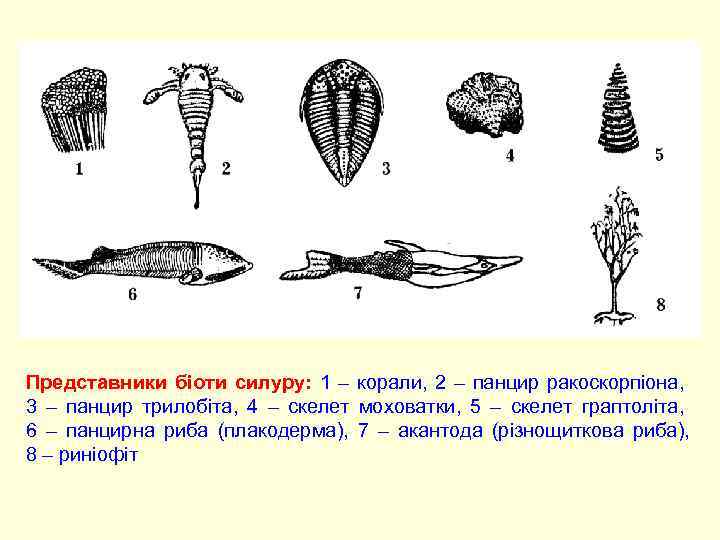 Представники біоти силуру: 1 – корали, 2 – панцир ракоскорпіона, 3 – панцир трилобіта,