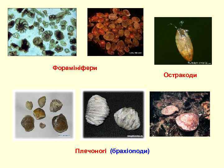 Форамініфери Остракоди Плечоногі (брахіоподи) 