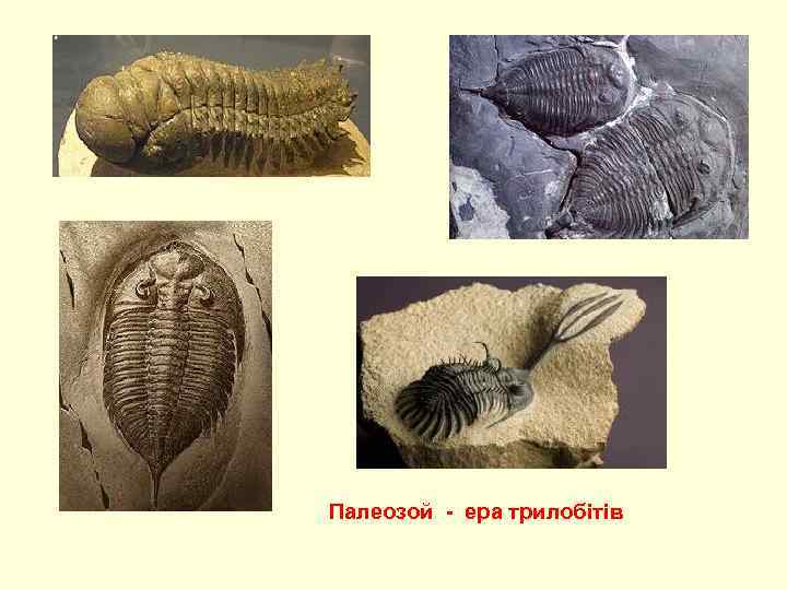 Палеозой - ера трилобітів 