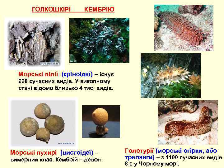 ГОЛКОШКІРІ КЕМБРІЮ Морські лілії (кріноідеї) – існує 620 сучасних видів. У викопному стані відомо