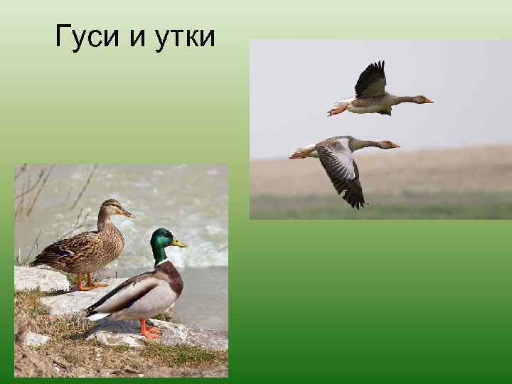 Гуси и утки 