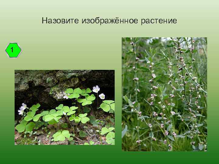 Назовите изображённое растение 1 