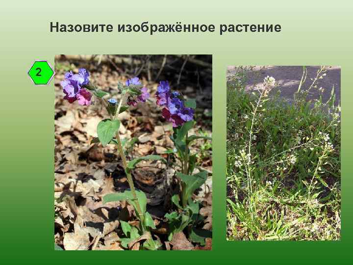 Назовите изображённое растение 2 