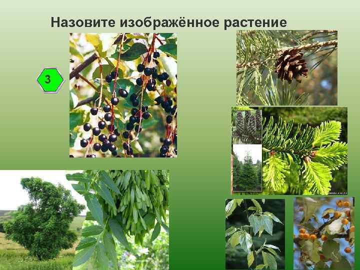 Назовите изображённое растение 3 