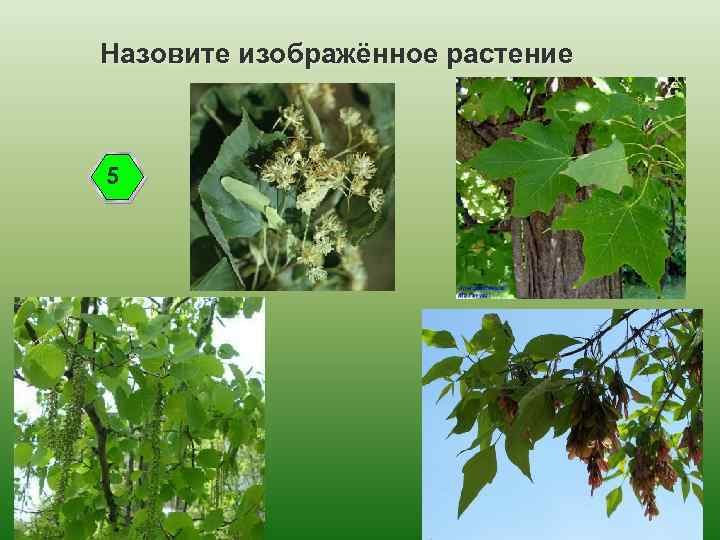 Назовите изображённое растение 5 