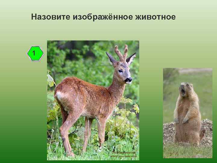 Назовите изображённое животное 1 