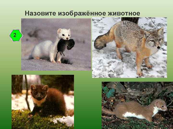 Назовите изображённое животное 2 