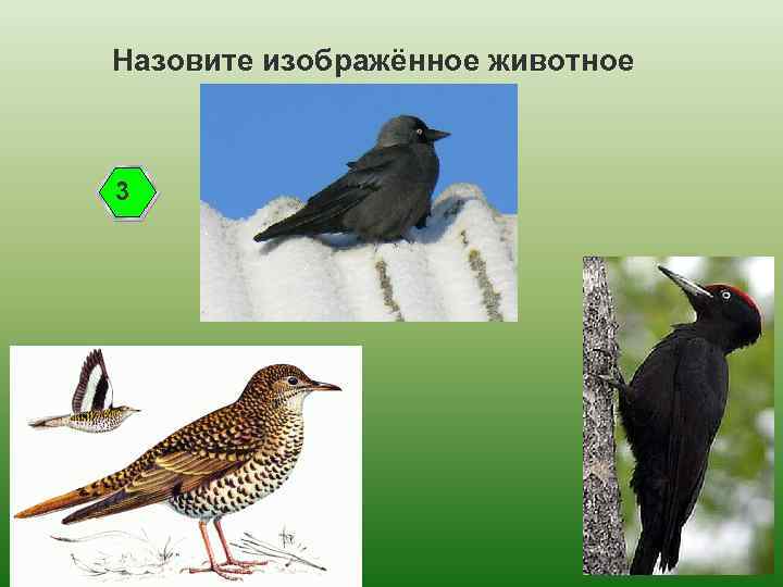 Назовите изображённое животное 3 