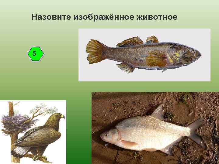 Назовите изображённое животное 5 