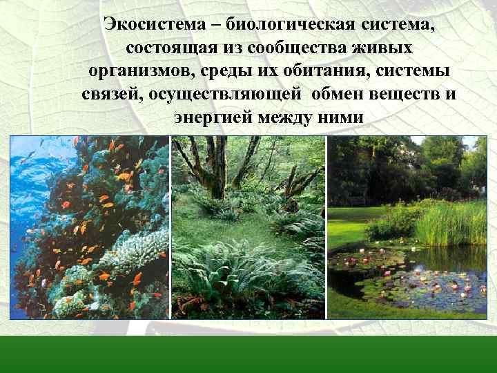 Экосистема – биологическая система, состоящая из сообщества живых организмов, среды их обитания, системы связей,