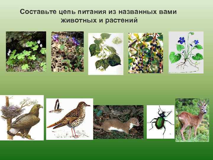 Составьте цепь питания из названных вами животных и растений 