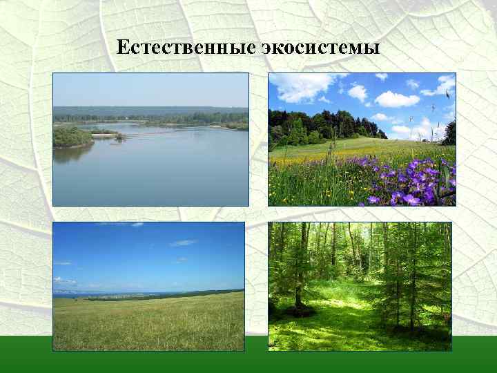 Естественные экосистемы 