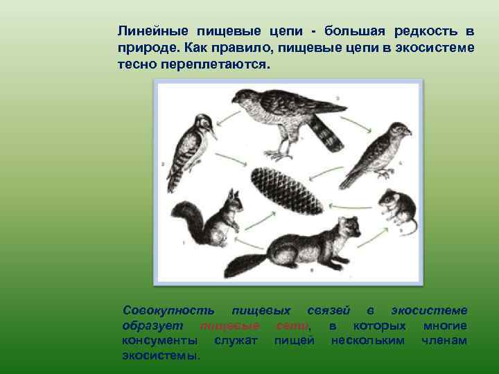 Линейные пищевые цепи - большая редкость в природе. Как правило, пищевые цепи в экосистеме