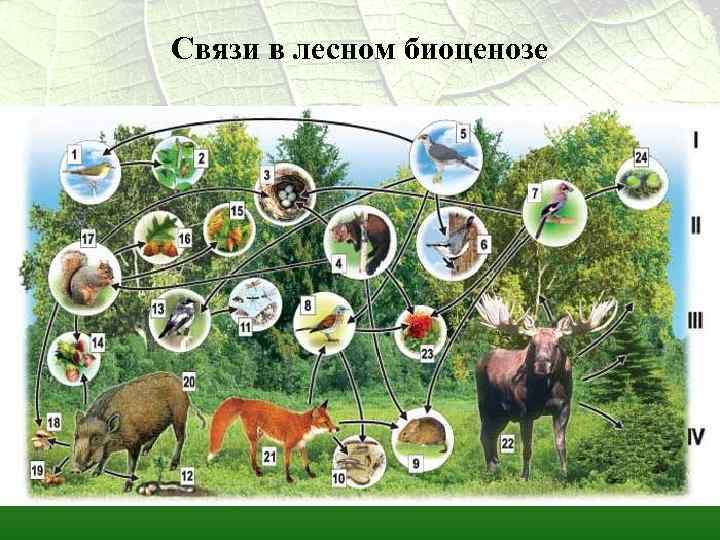 Связи в лесном биоценозе 