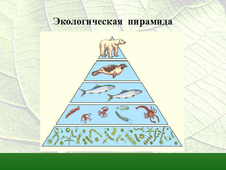 Экологическая пирамида биоценоза. Пищевые цепи и экологические пирамиды. Экологическая пирамида тайги. Пирамида цепи питания. Трофическая пирамида в экосистеме.