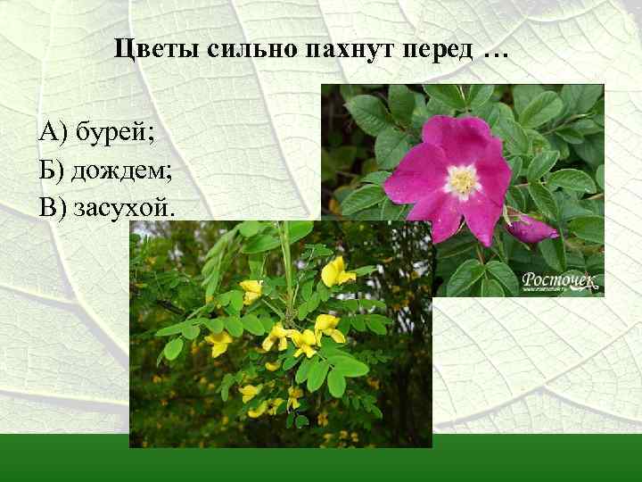 Цветы сильно пахнут перед … А) бурей; Б) дождем; В) засухой. 