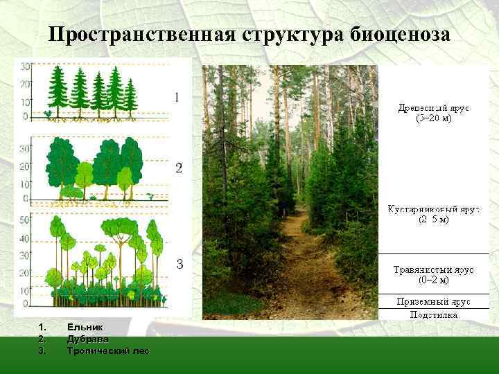 План экскурсия в биогеоценоз