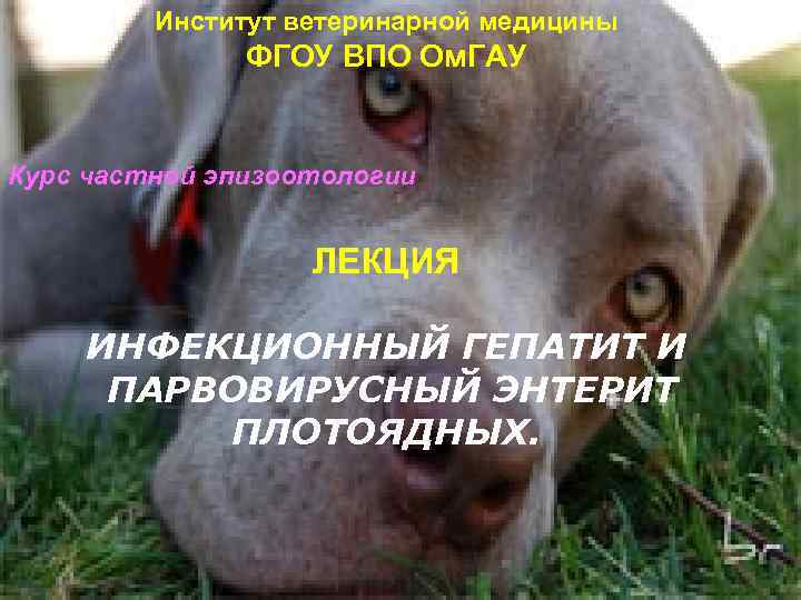 Институт ветеринарной медицины ФГОУ ВПО Ом. ГАУ Курс частной эпизоотологии ЛЕКЦИЯ ИНФЕКЦИОННЫЙ ГЕПАТИТ И