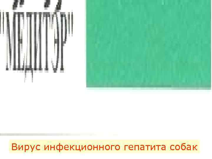 Вирус инфекционного гепатита собак 