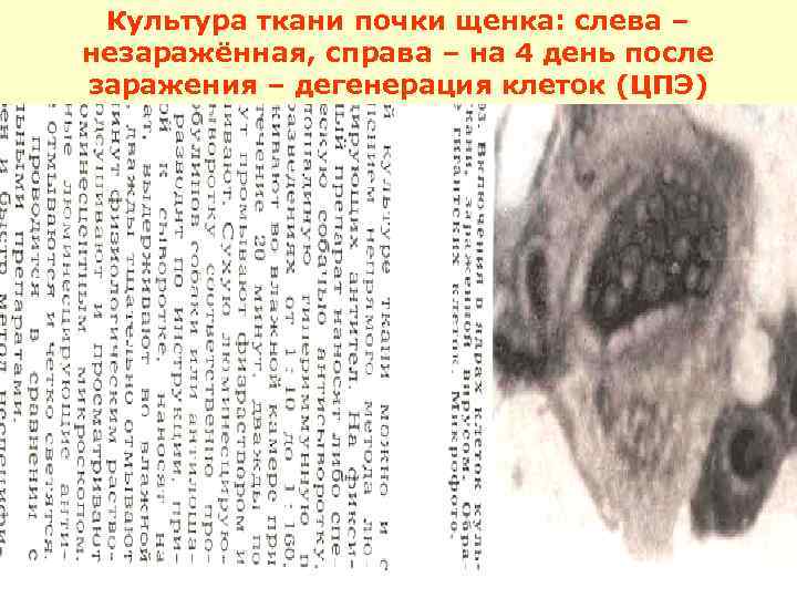 Культура ткани почки щенка: слева – незаражённая, справа – на 4 день после заражения