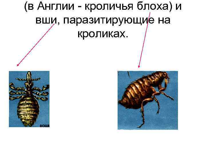 (в Англии кроличья блоха) и вши, паразитирующие на кроликах. 