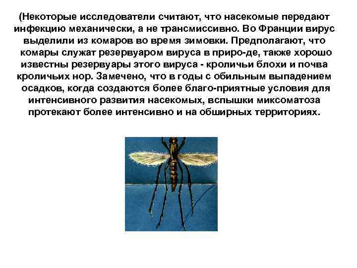(Некоторые исследователи считают, что насекомые передают инфекцию механически, а не трансмиссивно. Во Франции вирус