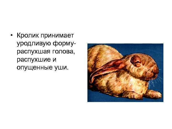  • Кролик принимает уродливую форму распухшая голова, распухшие и опущенные уши. 
