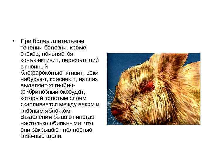  • При более длительном течении болезни, кроме отеков, появляется конъюнктивит, переходящий в гнойный