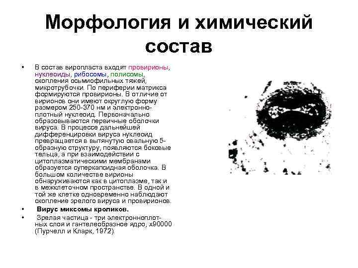 Морфология и химический состав • • • В состав виропласта входят провирионы, нуклеоиды, рибосомы,