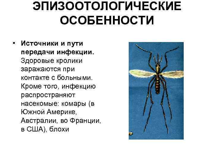 ЭПИЗООТОЛОГИЧЕСКИЕ ОСОБЕННОСТИ • Источники и пути передачи инфекции. Здоровые кролики заражаются при контакте с