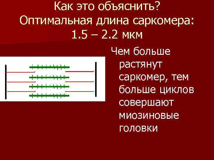  Как это объяснить? Оптимальная длина саркомера: 1. 5 – 2. 2 мкм Чем