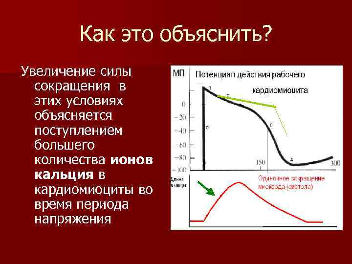  Как это объяснить? Увеличение силы сокращения в этих условиях объясняется поступлением большего количества