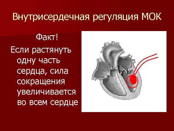 Сердечная сила. Внутрисердечные механизмы регуляции. Внутрисердечная нервная регуляция. Интракардиальная нервная регуляция деятельности сердца. Внутрисердечные механизмы регуляции сердца.