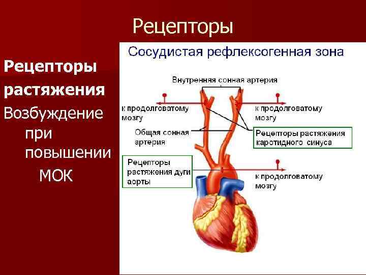  Рецепторы растяжения Возбуждение при повышении МОК 