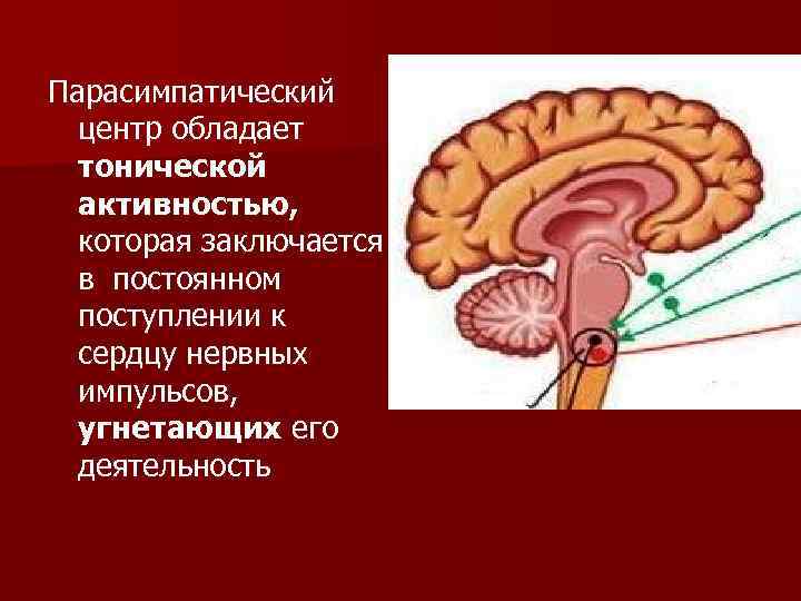 Парасимпатический центр обладает тонической активностью, которая заключается в постоянном поступлении к сердцу нервных импульсов,