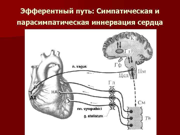 Эфферентный путь: Симпатическая и парасимпатическая иннервация сердца 