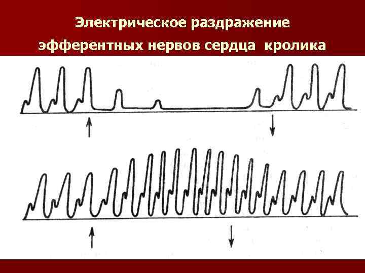  Электрическое раздражение эфферентных нервов сердца кролика 