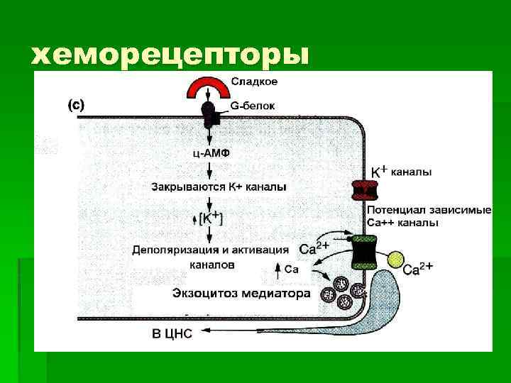 хеморецепторы 