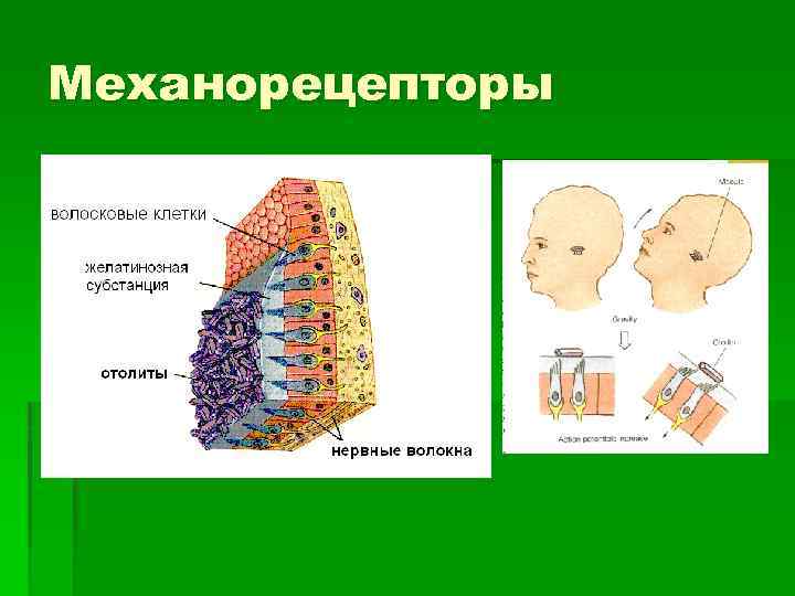 Механорецепторы 
