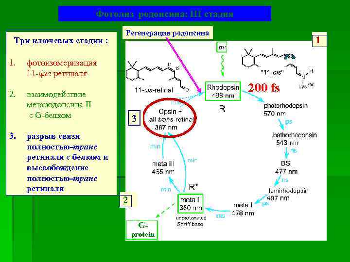 Фотолиз родопсина: III стадия Три ключевых стадии : 1. фотоизомеризация 11 -цис ретиналя 2.